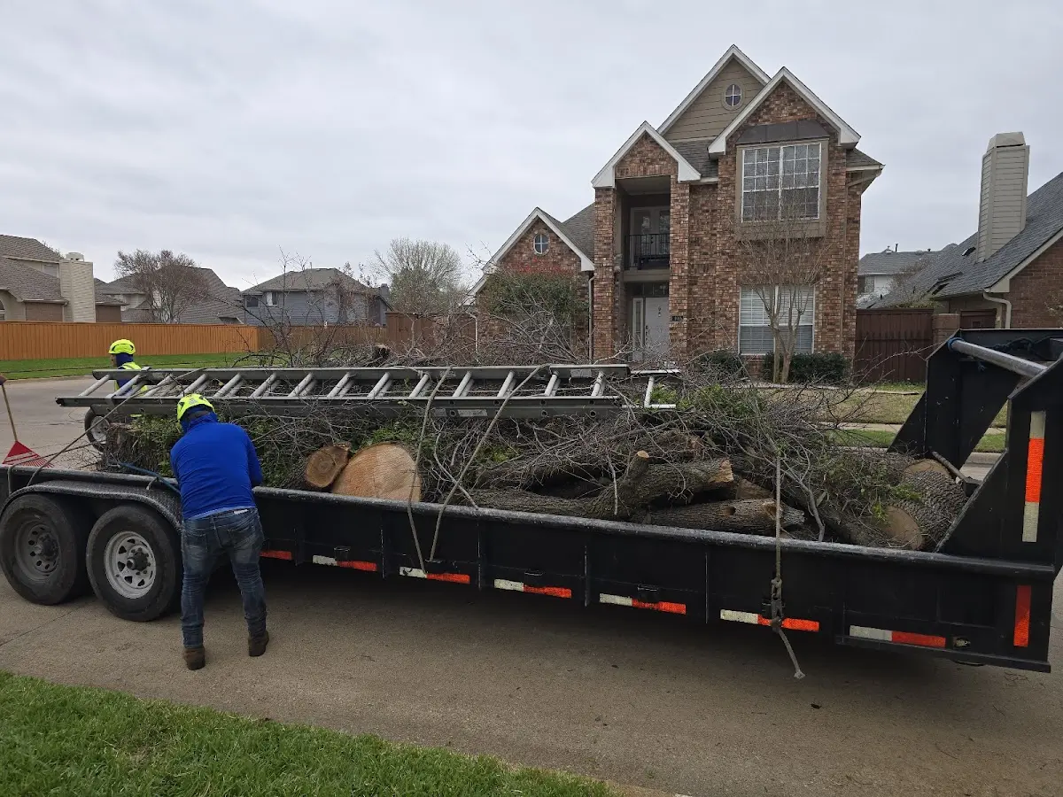 Expert Tree Pest Control with proper safety equipment in Midpines